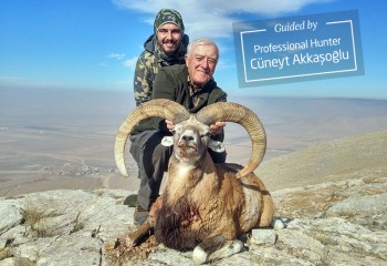 Konya Sheep