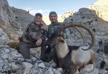 Bezoar Ibex