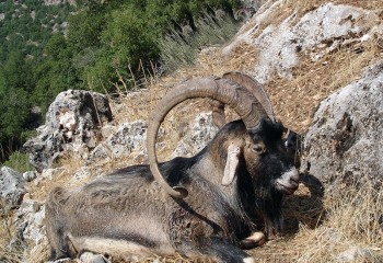 Hybrid Bezoar Ibex