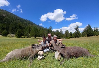 Wild Boar, Stalking